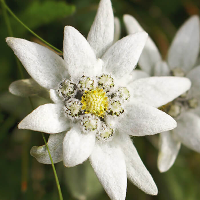 0922_editorial_edelweiss_benefits