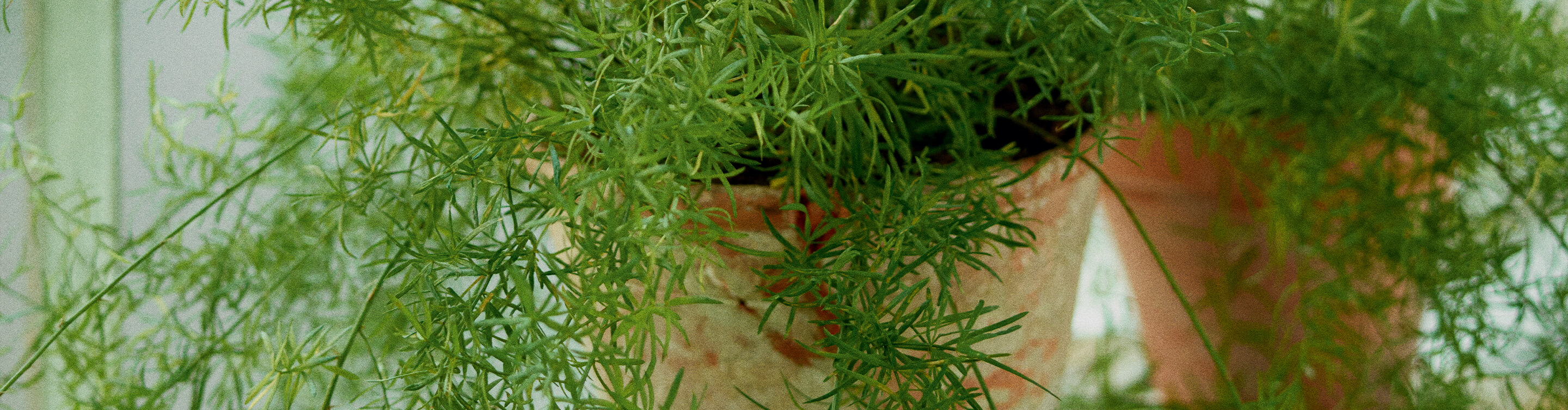 1_DESKTOP-HERO-TEA_TREE