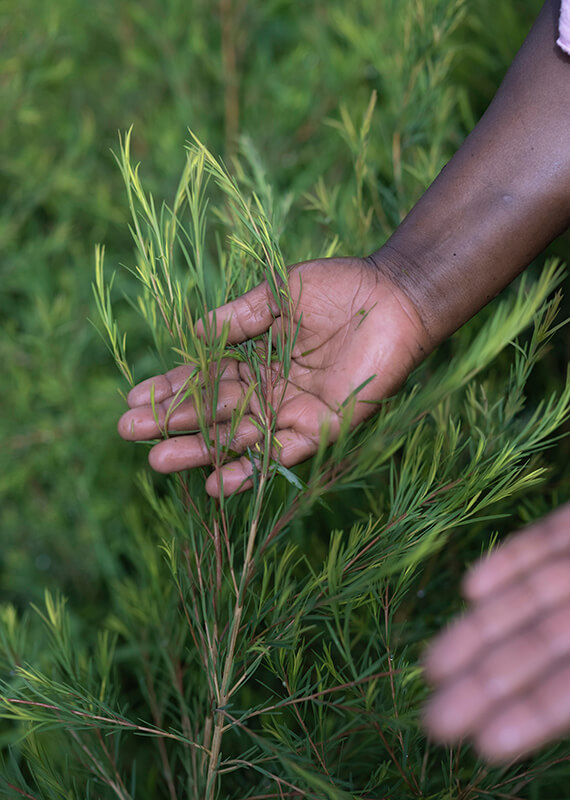 ingredient_TeaTreeOil